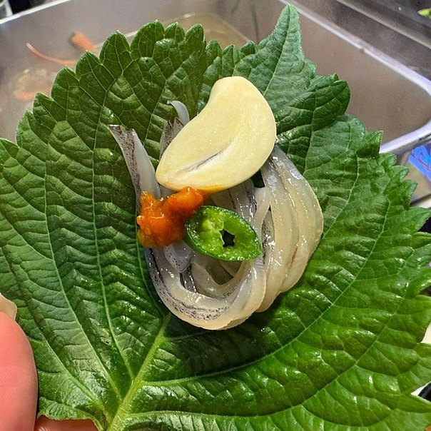 항구동 오징어회